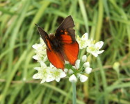 Butterfly bush scarlet (B17)