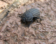Darkling beetle - armoured (D10)
