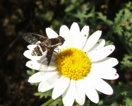 Bee fly Exoprosopa (B11)