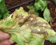 Downy mildew lettuce upper (D11)