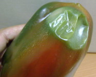 Bacterial soft rot pepper (B11)
