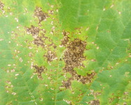 Angular leaf spot pumpkin (A20)