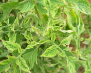 Virus tomato plant (V11)