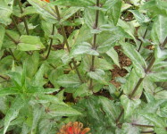 Powdery mildew Zinnia (P13)