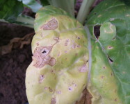 Alternaria leaf spot spinach (A11)