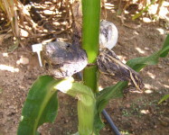 Smut on maize cob (30)