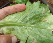 Downy mildew lettuce under (D10)